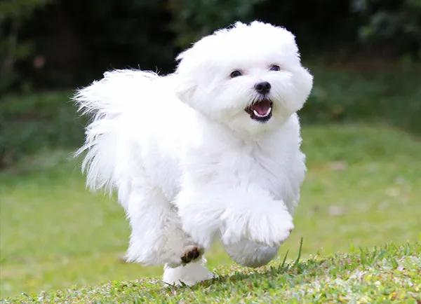 말티즈
