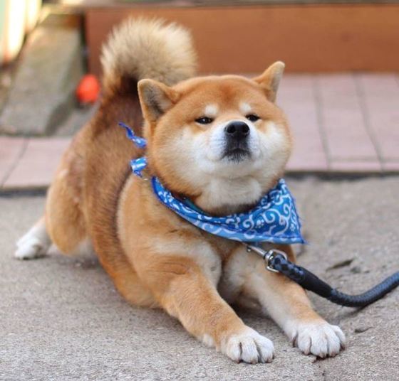 시바견