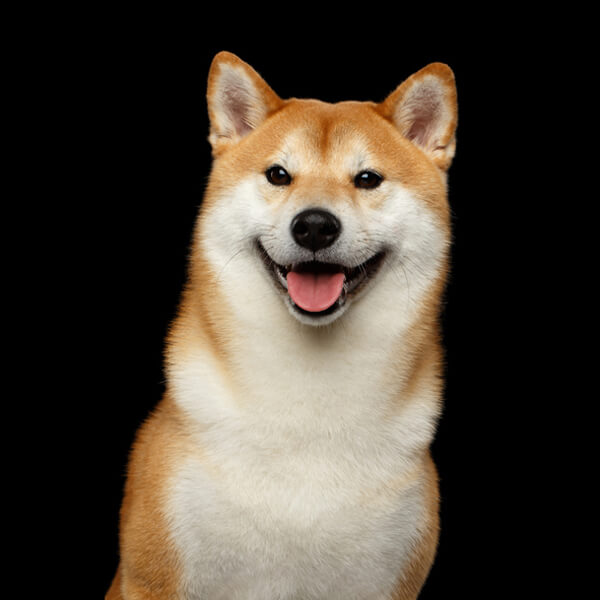 시바견